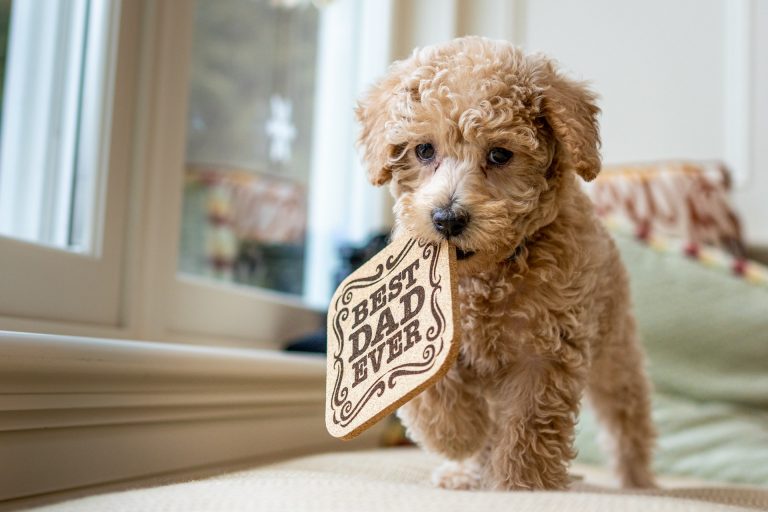 Labradoodle puppy
